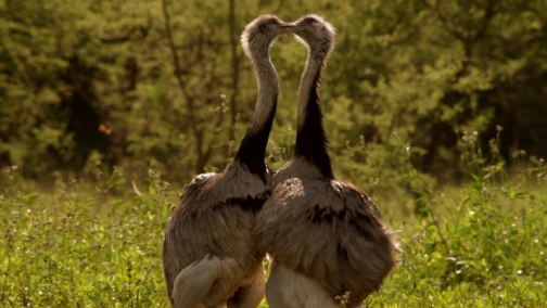 BBC: Большие птицы