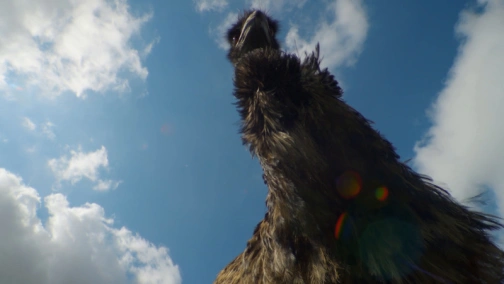 BBC: Attenborough's Big Birds