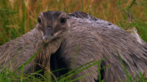 BBC: Великі птахи