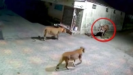 99 Crazy Animal Moments, Captured on Camera
