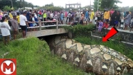 30 Biggest Creatures Ever Spotted on Camera!