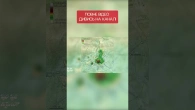 Забуті цивілізації Амазонки 3