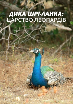 Дика Шрі-Ланка: царство леопардів