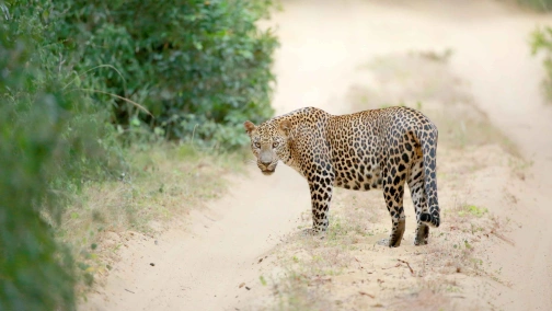Dzika Sri Lanka: kraina lampartów