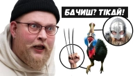 КАЗУАР: птах, якого краще не злити