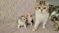 Самое милое видео с котятами!!! Малыши проснулись а Мамы кошки рядом нет️