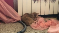 Коти і штори