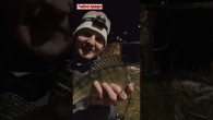 Golden Catch Vertais гарно просікає нічного судака | Golden Catch Vertais працює з воблером #судак