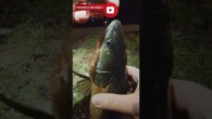 Нічний трофей: зловив гарного судака на воблер Strike Pro! #судак #fishing #zanderfishing