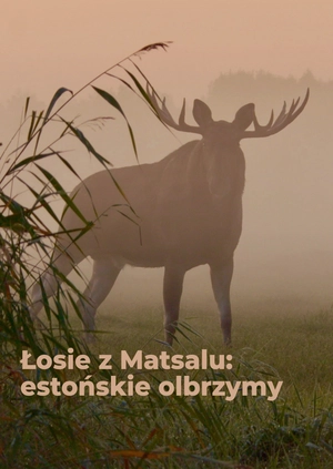 Łosie z Matsalu: estońskie olbrzymy