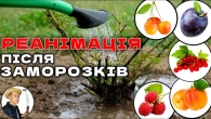 ВИВОДИМО ЗІ СТРЕСУ: Чим Підживити Сад Навесні Після Заморозків