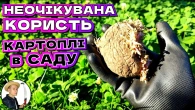 Несподіване використання звичайної картоплі в саду: спробуйте!