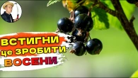 5 кроків до збільшення врожаю смородини, порічки та аґрусу восени