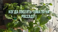 Сроки посева томатов и перца на рассаду в сезоне 2024.