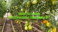 Предварительный обзор томатов в теплицы. Что случилось с томатами на улице?