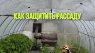Как сохранить рассаду от ожога!
