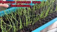 Лук Эксибишен. Стрижка, уход за рассадой.