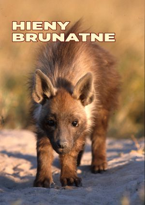 Hieny brunatne — plakat