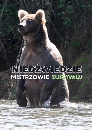 Niedźwiedzie - mistrzowie survivalu — plakat