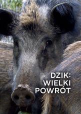 Dzik: wielki powrót — plakat