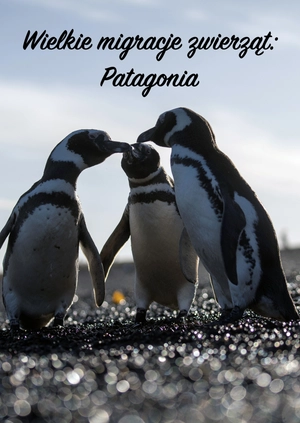 Wielkie migracje zwierząt: Patagonia