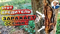 ОНИ СОЖРУТ ВАШЕ ДЕРЕВО — осенняя обработка сада от зимующих вредителей