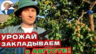 Абрикос плодоносил? 3 СРОЧНЫХ действия летом для урожая следующего года!