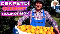 Осенние Удобрения: 5 Секретов для Здорового Сада и Высоких Урожаев