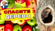Секреты удаления дупла: защити своё плодовое дерево от болезней