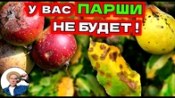 Спасите Яблоню от Парши: Летний Гид по Защите!