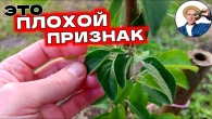 Почему ваши саженцы не растут после посадки? Летняя обрезка решает!
