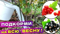 Чем и когда подкормить смородину весной, лучшие удобрения для кустов