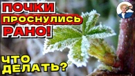 ЧТО ДЕЛАТЬ ЕСЛИ ПОЧКИ ПРОСНУЛИСЬ РАНО ИЛИ В ДЕКАБРЕ? Как Вернуть Растение в Зимний Покой