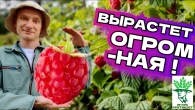 Секреты Ухода за Малиной Как Получить Богатый Урожай