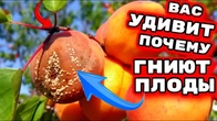 Почему абрикосы гниют на дереве, вас шокирует! 2024