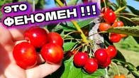 Почему черешня и вишня не червивая и без обработки ?!