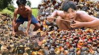Ultimate Rainforest Survival: Grilled Snails Recipe - Cooking & Savoring in the Wild | Primitive Boy