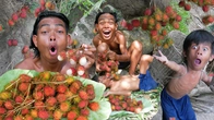 Primitive Boy Goes on a Rambutan Fruit Picking Adventure in the Rainforest