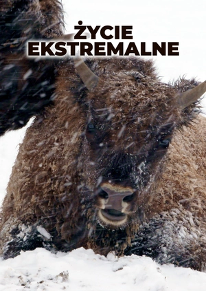 Życie ekstremalne