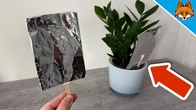 Stick Tin Foil in your Flowers and WATCH WHAT HAPPENS(Amazing)