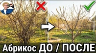 Весенняя обрезка абрикоса: как НЕ испортить крону молодого дерева