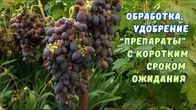 Чудо-препарат для вызревания винограда. Сульфат магния,Монофосфат калия.