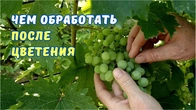 Обработка винограда, профилактика осыпания.
