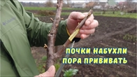 Прививка крупной черешни вращеп.