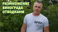 Размножение винограда к осени.