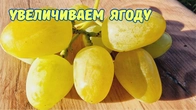Запас древесины влияет на размер грозди.