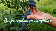 Как добиться обильного урожая голубики на даче.