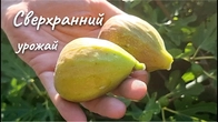 Богатый,сверхранний урожай инжира на май-июнь 2023 г.