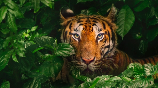 Big Cats