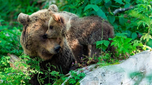 The Return of the Bears